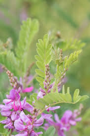 Image result for Indigofera mendonçae