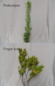 Podocarpus And Finger Acacia Flowers Floral Finger