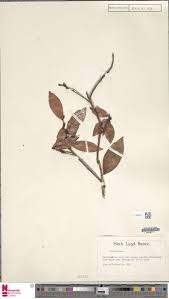 Image result for Vaccinium madagascariense