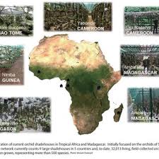 Image result for Stolzia cupuligera