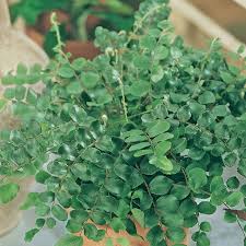 Image result for Pellaea doniana