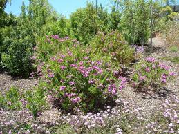 Image result for Polygala xanthina