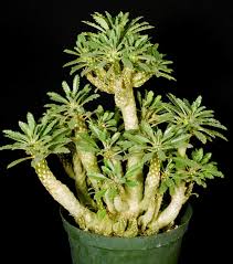 Image result for Dorstenia buchananii