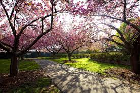 First Cherry Blossoms Usher in Spring at Bklyn Botanic Garden | BK Reader