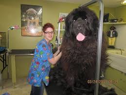 Biggest Dog Ever Giant Dogs Big Dogs Huge Dogs