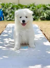 Find samoyed puppies for sale with pictures from reputable samoyed breeders. My White Girl Is Orange Because Of The Forest Fires In Oregon This Was The Light At 4 00pm Because Of The Smoke In The Air We Are Far Enough Away To Be