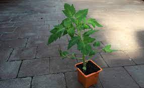C'est en effet l'un des venue d'amérique centrale, la tomate ou solanum lycopersicon appartient à la famille des solanacées. Planter Des Tomates Quand Et Comment Faire La Plantation Des Tomates