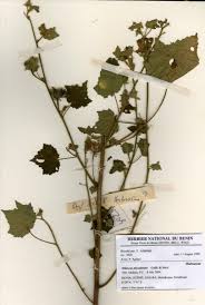 Image result for Hibiscus physaloides