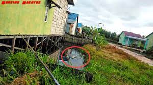 Bagus tidak, pastinya bagus dong dan kerenlah, dengan membuat begini blog. Full Strike Mancing Ikan Gabus Hanya Disamping Samping Rumah Menggunakan Kodok Palsu Youtube