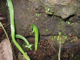 Image result for Ophioglossaceae