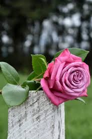 Pin By Tarlesha Gales On 1 A File General In 2020 Flowers Beautiful Roses Flowers Photography