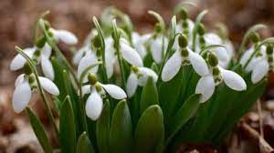 Snowdrops Toronto Gardens