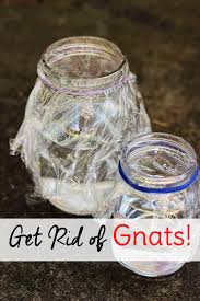 Make a trap with apple cider vinegar and plastic wrap. How To Get Rid Of Gnats In The House With A Homemade Gnat Trap