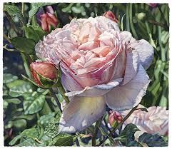 Rose Antico Amore Floral Watercolor Watercolor Flowers Rose Painting