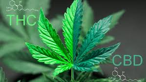 How Long Does Cannabis Stay In Your System National Globalnews Ca