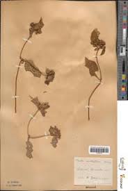 Image result for Virectaria