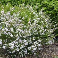 Les arbres a feuillage persistant perdent leurs feuilles durant toute l'année. Diosma Pink Fountain Arbuste Fleur Blanche Feuillage Persistant Arbuste