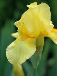 Bearded irises grow from thick, underground stems called rhizomes. Transplanting Irises Hgtv