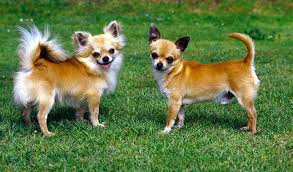 Chihuahua 2020 Chihuahua