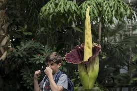 Mystery science doug flower power. Why Corpse Flowers Are At Risk And The Plan To Make Them More Genetically Diverse