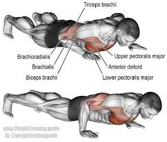 Tacfit Commando Review Flexao De Braco Exercicios Para O Peito Flexao