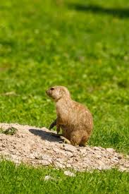 Image result for Cynomys ludovicianus obrázek