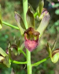 Image result for Eulophia alta