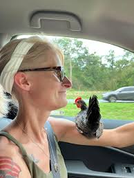 Serama Rooster as a Pet and Road Trip Companion