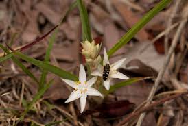 Image result for Chlorophytum affine