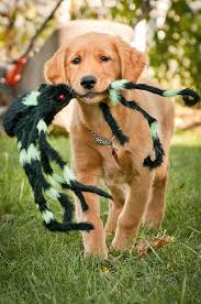 Caring for your golden retriever. Golden Retriever Rassebeschreibung Wesen Haltung Und Pflege
