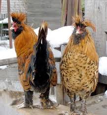 Owlbeard Chicken Google Search Chicken Breeds Beautiful Chickens Fancy Chickens