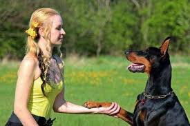 Doberman puppies for sale nyc. Doberman Pinscher Puppies For Sale Ct Breeder