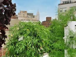 Changing urban agriculture new york city s best urban farms urban farming food ion in brooklyn grange 10 of the most unique urban farms in nyc unted new york. Best Rooftop Gardens And Urban Farms In Nyc Including Gallow Green
