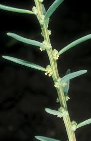 Image result for Suaeda sp. B