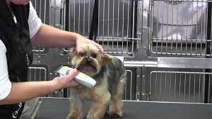 Pin On Doggies Other Beast Stuff