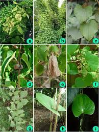 Image result for Dioscorea dregeana