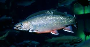 Pstrąg tęczowy palia jeziorowa łowisko piaseczno. Salvelinus Wikiwand
