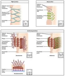 Do animal cells have tight junctions. Major Types Of Intercellular Junctions Wikilectures