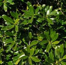 Image result for Faroa salutaris