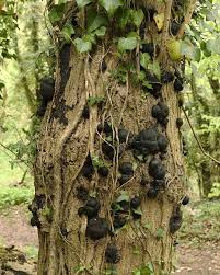This page is about black fungus on trees,contains mushrooms : When Walking Through A Woodland You Will Often See Ash Trees With Black Blobs On Them Usually On Dead Branches Or On Branches Ash Tree Wild Foraging Bare Tree