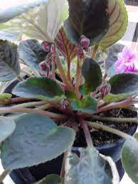 Pin On Violetas Africanas