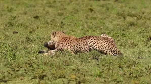Band Of Cheetahs Eating An Antelope In The Vast Bush Of Kenya by Wildlife and Nature studios - Stock Video | Motion Array