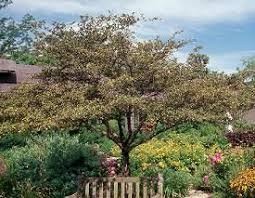 Crusader Hawthorn Crataegus Crusgalli Crusader Deciduous Trees Shade Trees How To Attract Birds