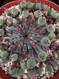 Image result for Euphorbia unicornis