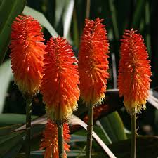 Image result for Kniphofia