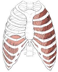 List of skeletal muscles of the human body. Rib Trigger Points