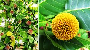 White flower in garden.jpeg 640 × 480; Kadamba Vriksha Sri Krishna S Favourite Star Of Mysore