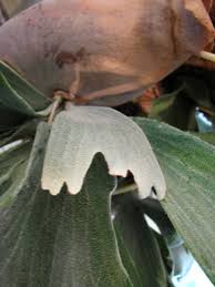 Image result for parožnatka Platycerium