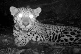 Image result for Maerua andradae