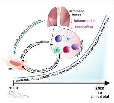 Maybe you would like to learn more about one of these? Old Friends With Unexploited Perspectives Current Advances In Mesenchymal Stem Cell Based Therapies In Asthma Springerlink